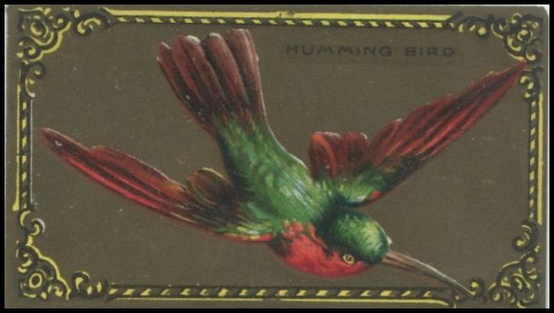 20 Hummingbird